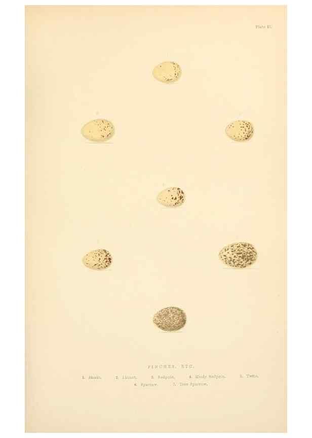 Reproducción/Reproduction 8053840489: The smaller British birds :. London :Gibbins,1894.