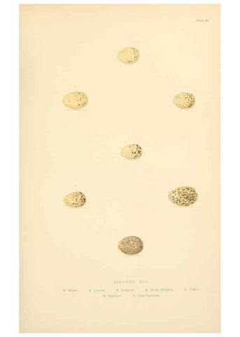 Reproducción/Reproduction 8053840489: The smaller British birds :. London :Gibbins,1894.