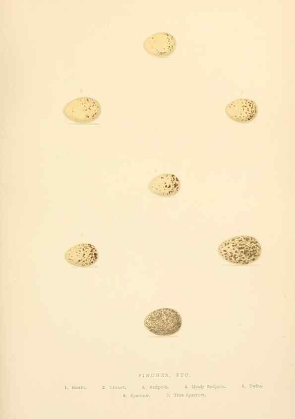 Reproducción/Reproduction 8053840489: The smaller British birds :. London :Gibbins,1894.