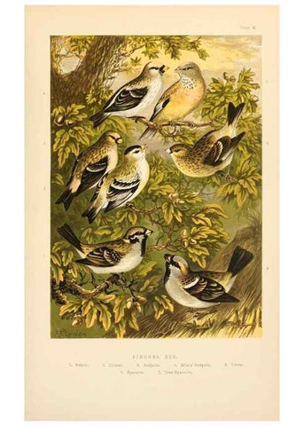 Reproducción/Reproduction 8053843394: The smaller British birds :. London :Gibbins,1894.