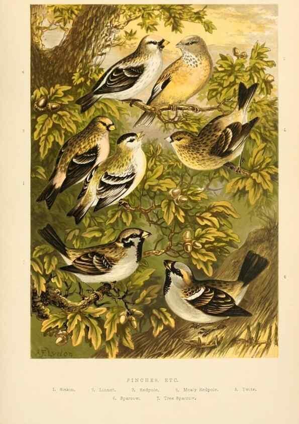Reproducción/Reproduction 8053843394: The smaller British birds :. London :Gibbins,1894.