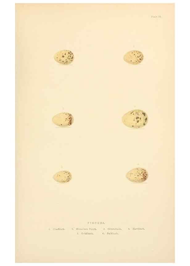 Reproducción/Reproduction 8053839449: The smaller British birds :. London :Gibbins,1894.