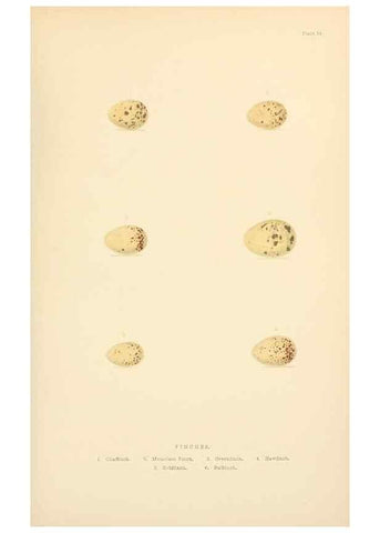 Reproducción/Reproduction 8053839449: The smaller British birds :. London :Gibbins,1894.