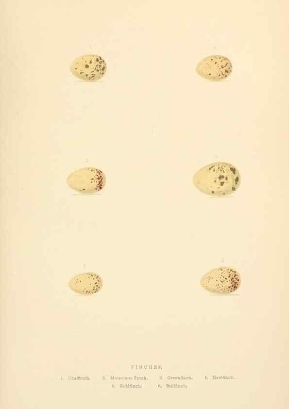 Reproducción/Reproduction 8053839449: The smaller British birds :. London :Gibbins,1894.