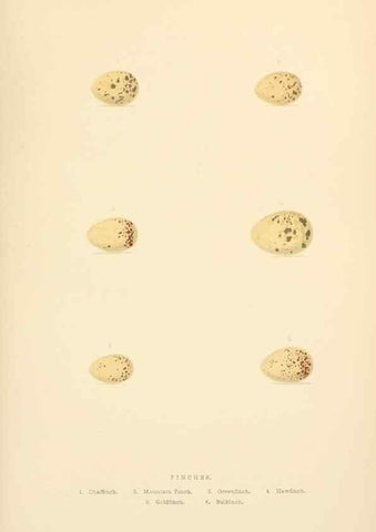 Reproducción/Reproduction 8053839449: The smaller British birds :. London :Gibbins,1894.