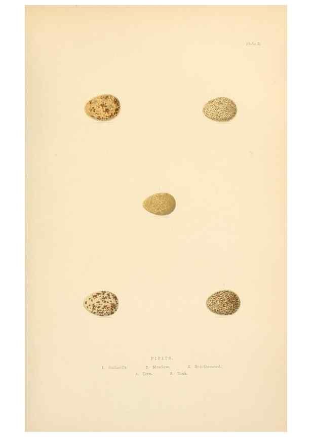 Reproducción/Reproduction 8053833060: The smaller British birds :. London :Gibbins,1894.