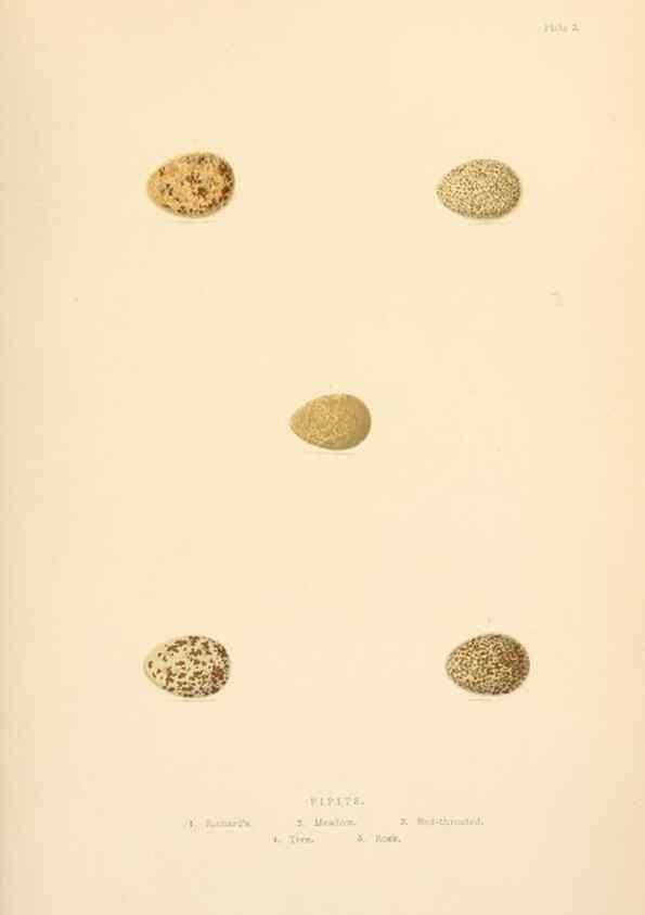 Reproducción/Reproduction 8053833060: The smaller British birds :. London :Gibbins,1894.
