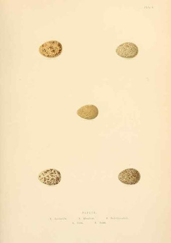 Reproducción/Reproduction 8053833060: The smaller British birds :. London :Gibbins,1894.