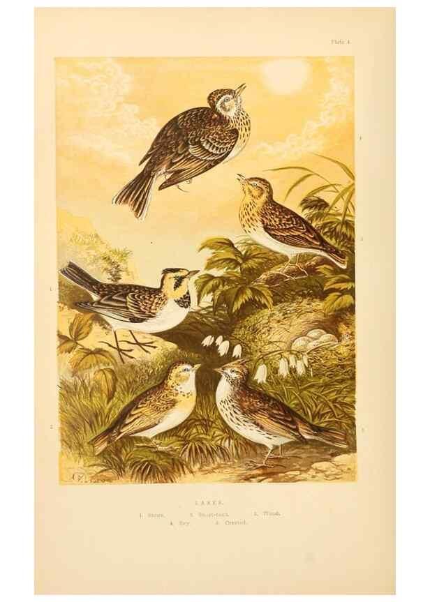Reproducción/Reproduction 8053830049: The smaller British birds :. London :Gibbins,1894.