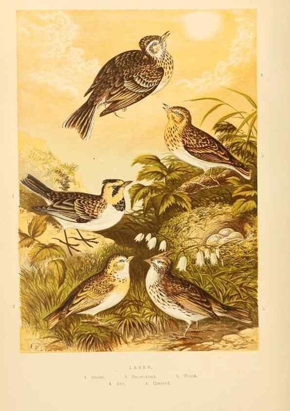 Reproducción/Reproduction 8053830049: The smaller British birds :. London :Gibbins,1894.
