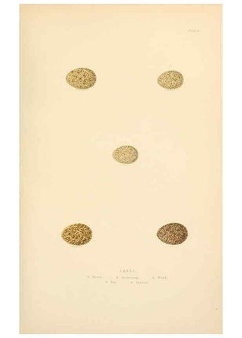 Reproducción/Reproduction 8053830513: The smaller British birds :. London :Gibbins,1894.