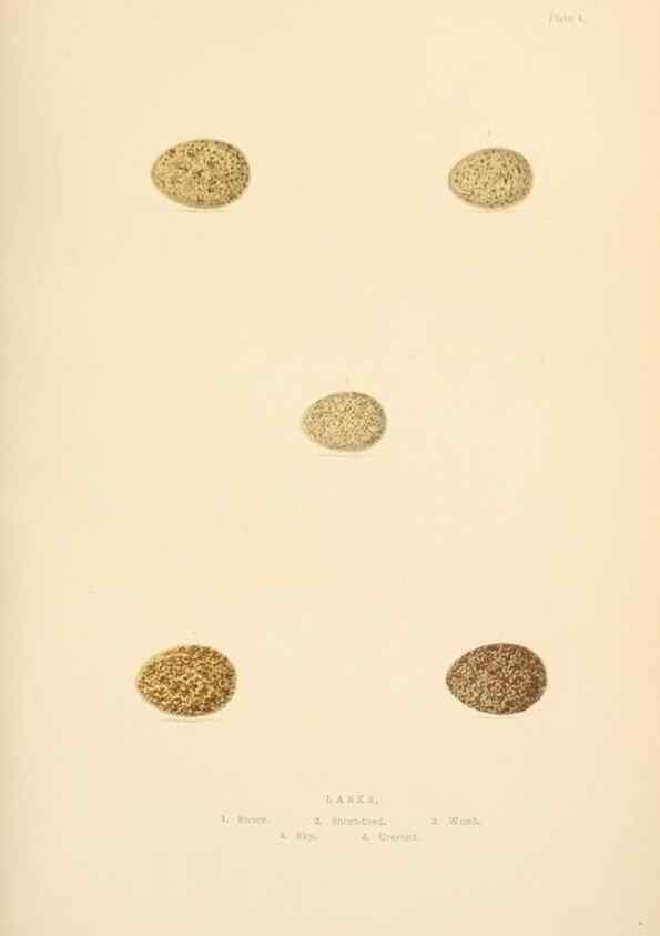 Reproducción/Reproduction 8053830513: The smaller British birds :. London :Gibbins,1894.