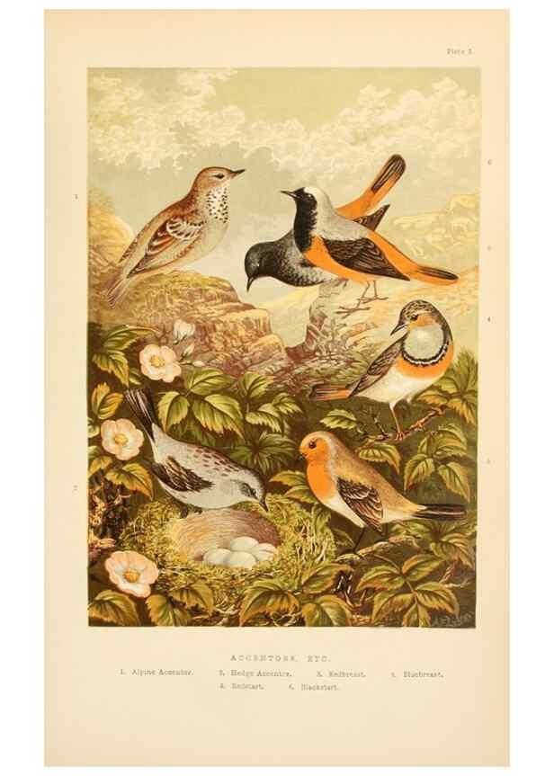 Reproducción/Reproduction 8053834680: The smaller British birds :. London :Gibbins,1894.