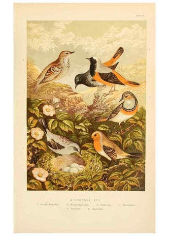 Reproducción/Reproduction 8053834680: The smaller British birds :. London :Gibbins,1894.