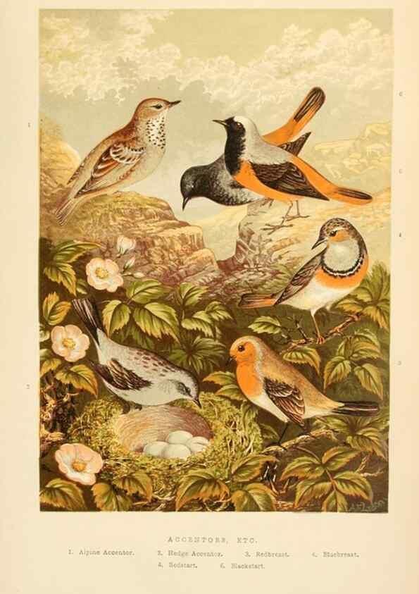 Reproducción/Reproduction 8053834680: The smaller British birds :. London :Gibbins,1894.