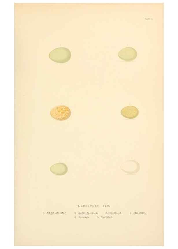 Reproducción/Reproduction 8053835284: The smaller British birds :. London :Gibbins,1894.