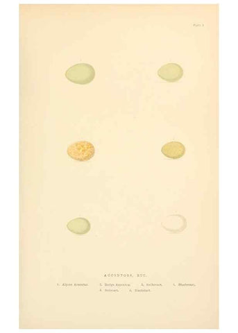 Reproducción/Reproduction 8053835284: The smaller British birds :. London :Gibbins,1894.
