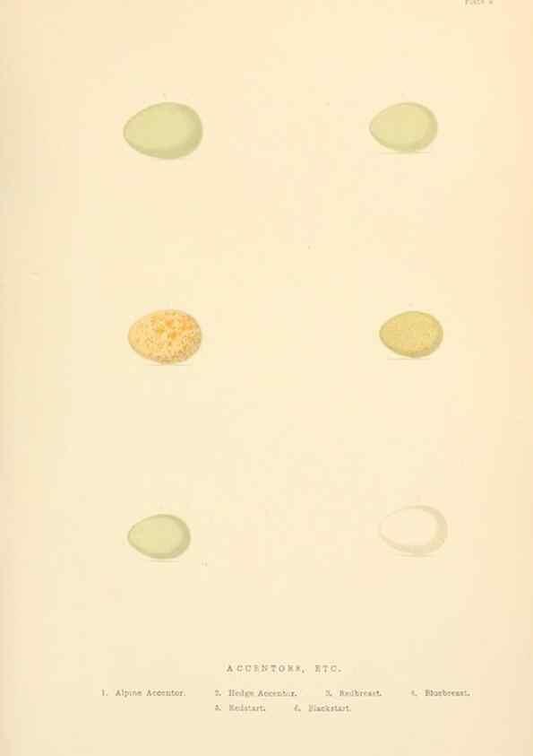 Reproducción/Reproduction 8053835284: The smaller British birds :. London :Gibbins,1894.