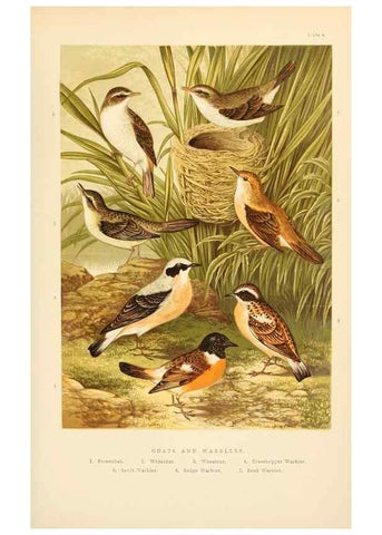 Reproducción/Reproduction 8053835916: The smaller British birds :. London :Gibbins,1894.