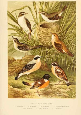 Reproducción/Reproduction 8053835916: The smaller British birds :. London :Gibbins,1894.