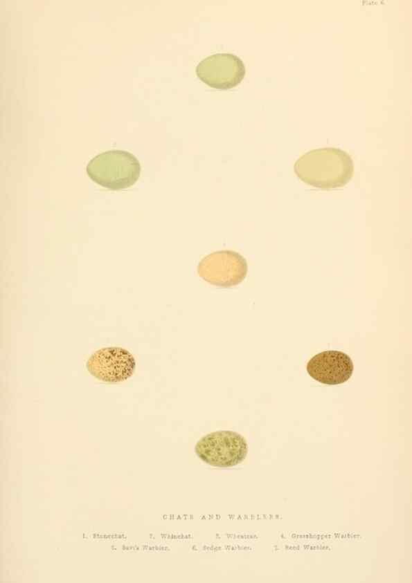 Reproducción/Reproduction 8053836424: The smaller British birds :. London :Gibbins,1894.