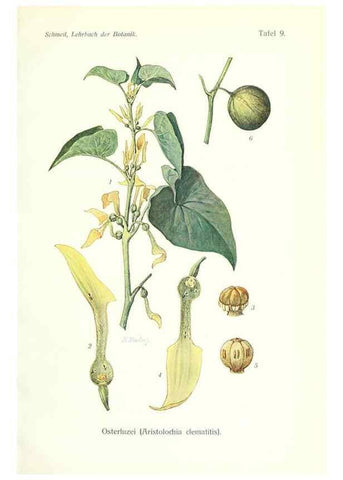 Reproducción/Reproduction 8071692258: Lehrbuch der Botanik;. LeipzigQuelle & Meyer1911
