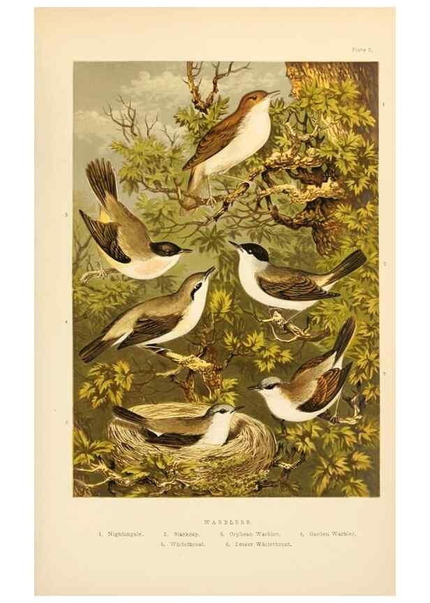 Reproducción/Reproduction 8053833519: The smaller British birds :. London :Gibbins,1894.