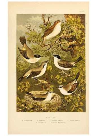 Reproducción/Reproduction 8053833519: The smaller British birds :. London :Gibbins,1894.