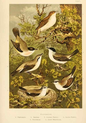 Reproducción/Reproduction 8053833519: The smaller British birds :. London :Gibbins,1894.