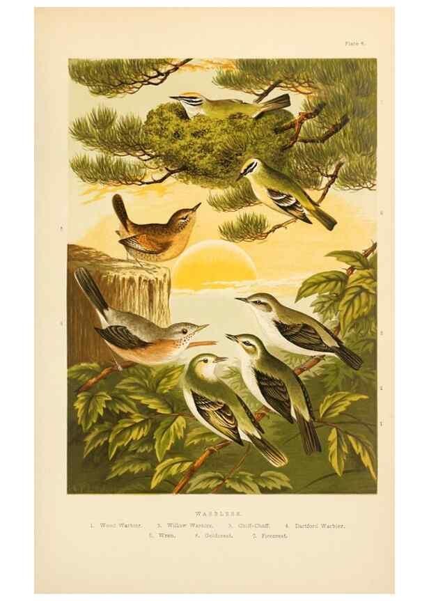 Reproducción/Reproduction 8053838976: The smaller British birds :. London :Gibbins,1894.