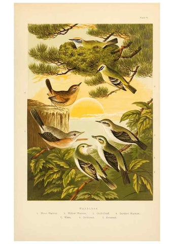 Reproducción/Reproduction 8053838976: The smaller British birds :. London :Gibbins,1894.