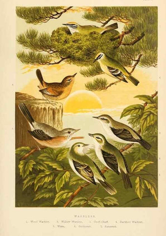 Reproducción/Reproduction 8053838976: The smaller British birds :. London :Gibbins,1894.