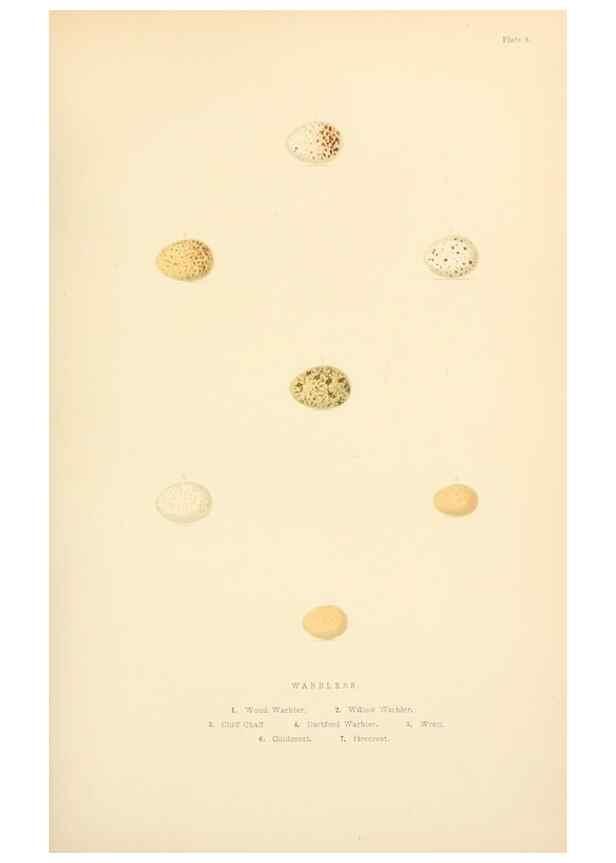 Reproducción/Reproduction 8053839416: The smaller British birds :. London :Gibbins,1894.