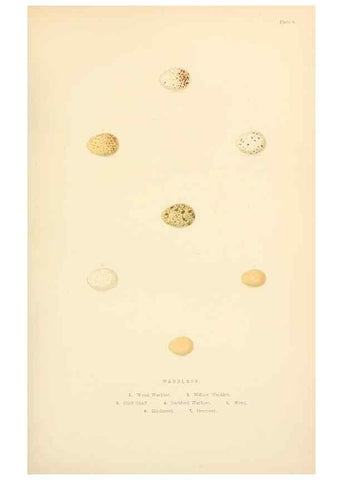 Reproducción/Reproduction 8053839416: The smaller British birds :. London :Gibbins,1894.
