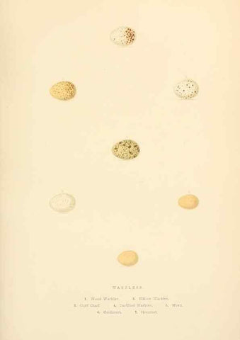 Reproducción/Reproduction 8053839416: The smaller British birds :. London :Gibbins,1894.