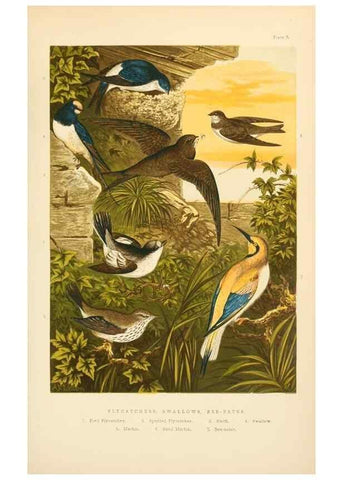 Reproducción/Reproduction 8053836633: The smaller British birds :. London :Gibbins,1894.