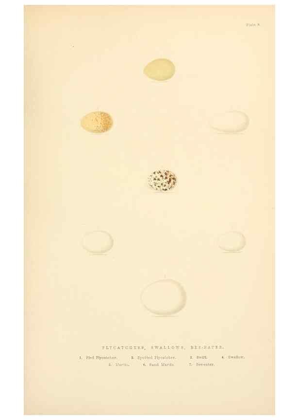 Reproducción/Reproduction 8053837145: The smaller British birds :. London :Gibbins,1894.