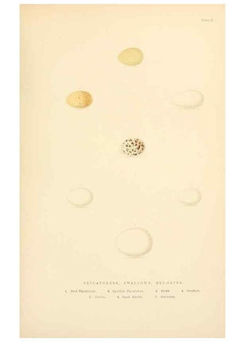 Reproducción/Reproduction 8053837145: The smaller British birds :. London :Gibbins,1894.