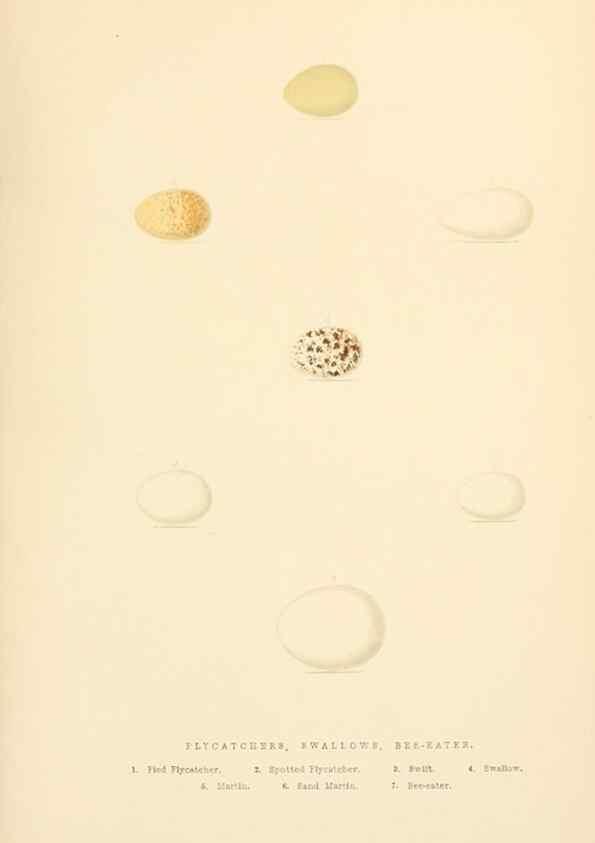 Reproducción/Reproduction 8053837145: The smaller British birds :. London :Gibbins,1894.