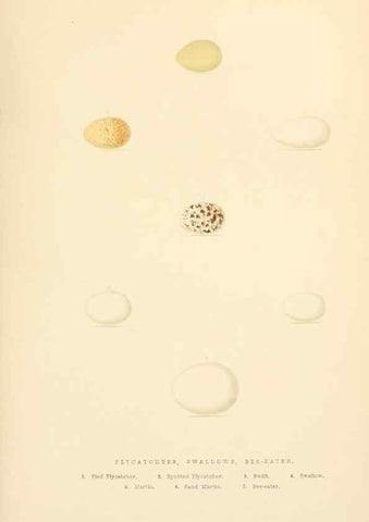 Reproducción/Reproduction 8053837145: The smaller British birds :. London :Gibbins,1894.