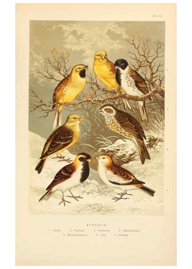 Reproducción/Reproduction 8053841028: The smaller British birds :. London :Gibbins,1894.