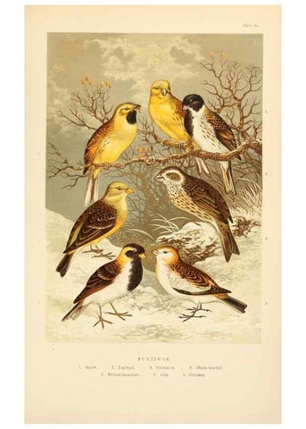 Reproducción/Reproduction 8053841028: The smaller British birds :. London :Gibbins,1894.