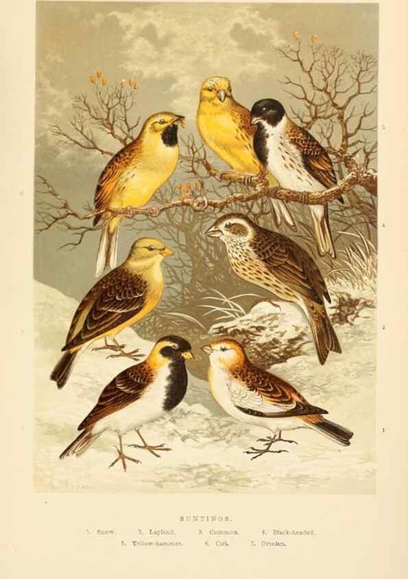 Reproducción/Reproduction 8053841028: The smaller British birds :. London :Gibbins,1894.
