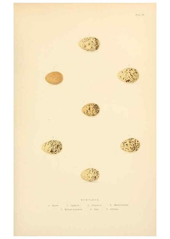 Reproducción/Reproduction 8053838147: The smaller British birds :. London :Gibbins,1894.
