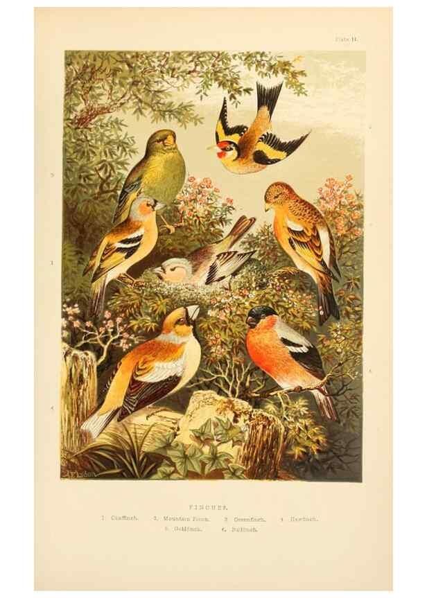 Reproducción/Reproduction 8053839015: The smaller British birds :. London :Gibbins,1894.