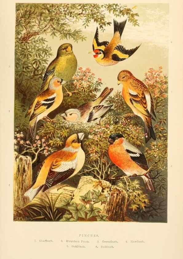 Reproducción/Reproduction 8053839015: The smaller British birds :. London :Gibbins,1894.