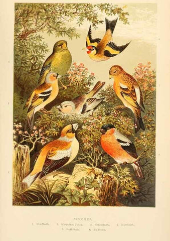 Reproducción/Reproduction 8053839015: The smaller British birds :. London :Gibbins,1894.