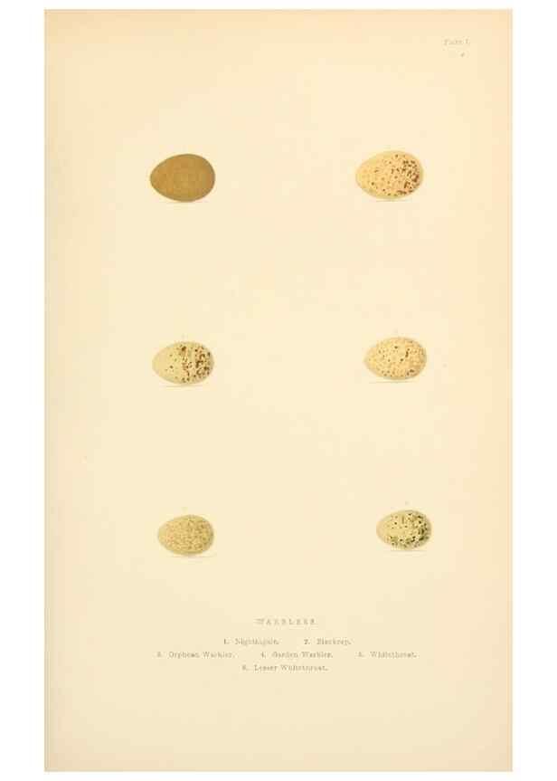 Reproducción/Reproduction 8053837838: The smaller British birds :. London :Gibbins,1894.