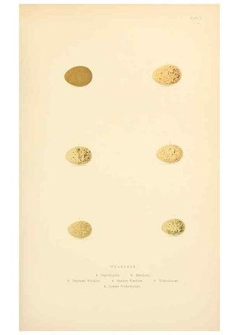 Reproducción/Reproduction 8053837838: The smaller British birds :. London :Gibbins,1894.