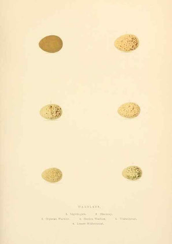 Reproducción/Reproduction 8053837838: The smaller British birds :. London :Gibbins,1894.
